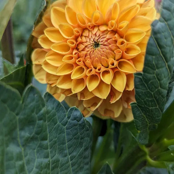 An orange dahlia in full bloom, photographed close up